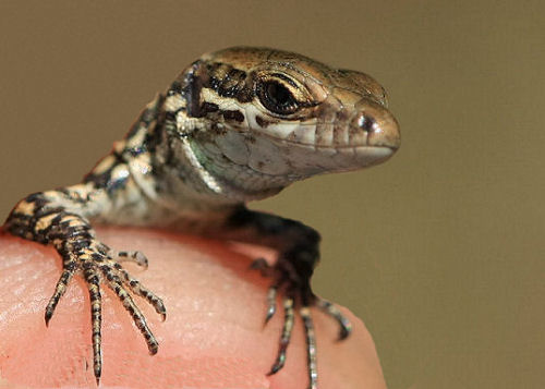Podarcis muralis